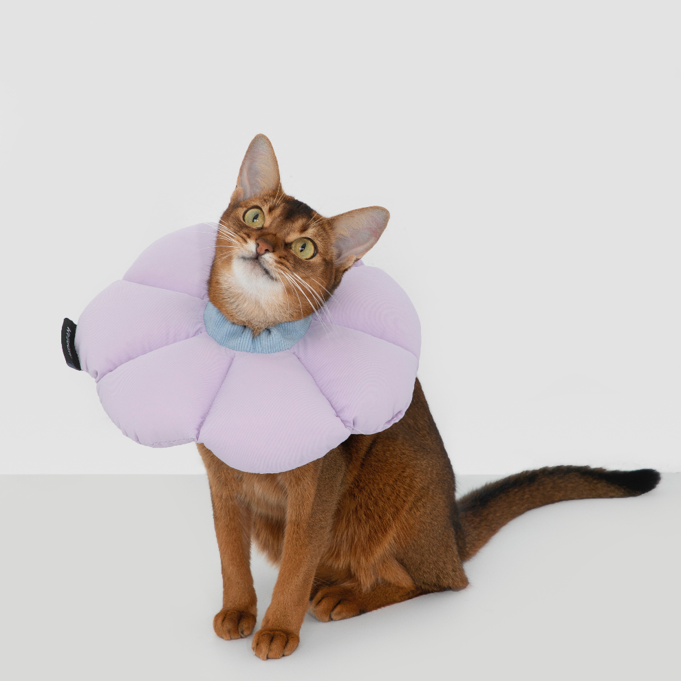 Hi Dream - Flower Shaped Pet Cone