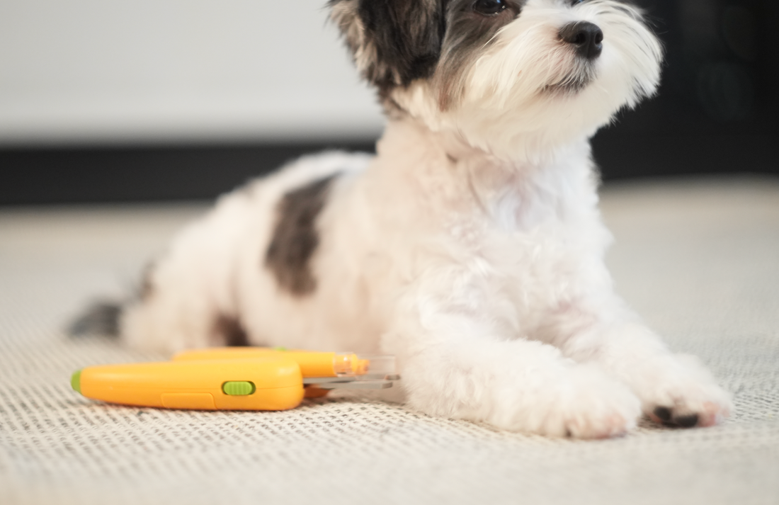 The Ultimate Guide to Dog Grooming