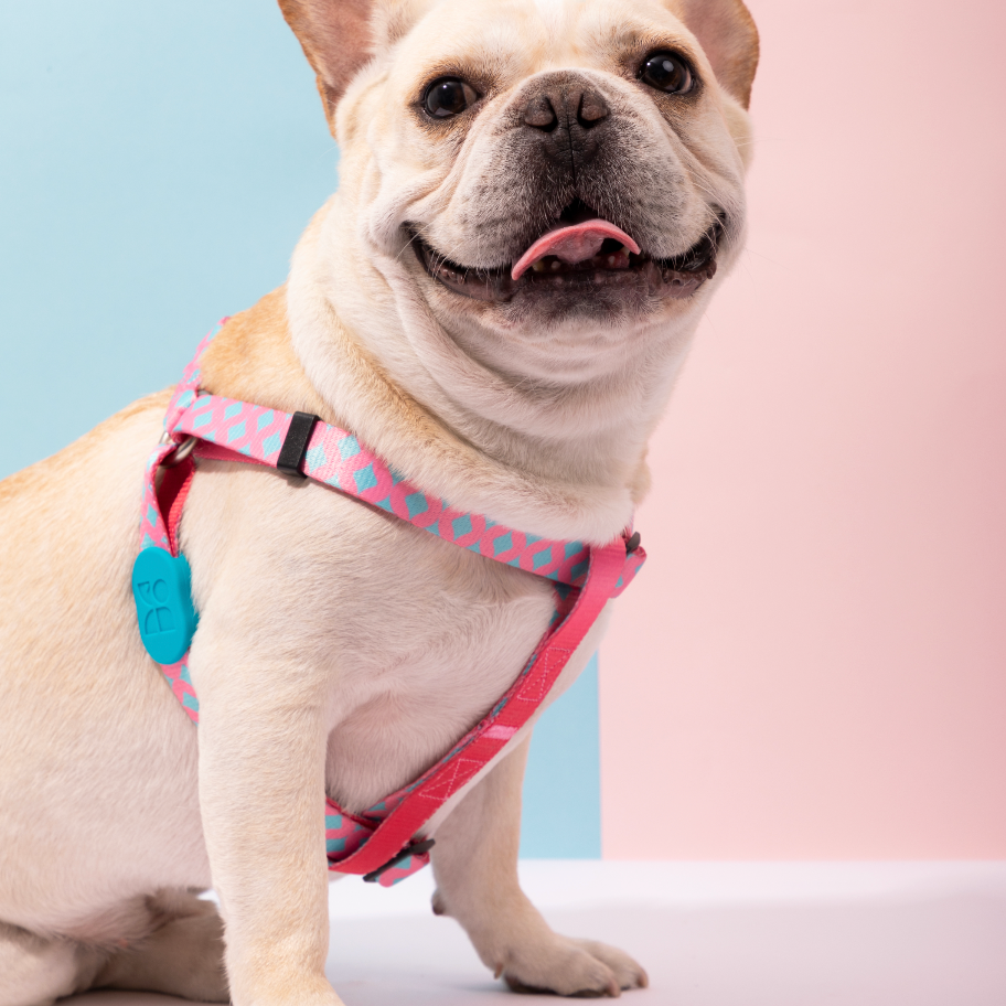 Hi Dream - Vibrant Series - Y-Shaped Harness